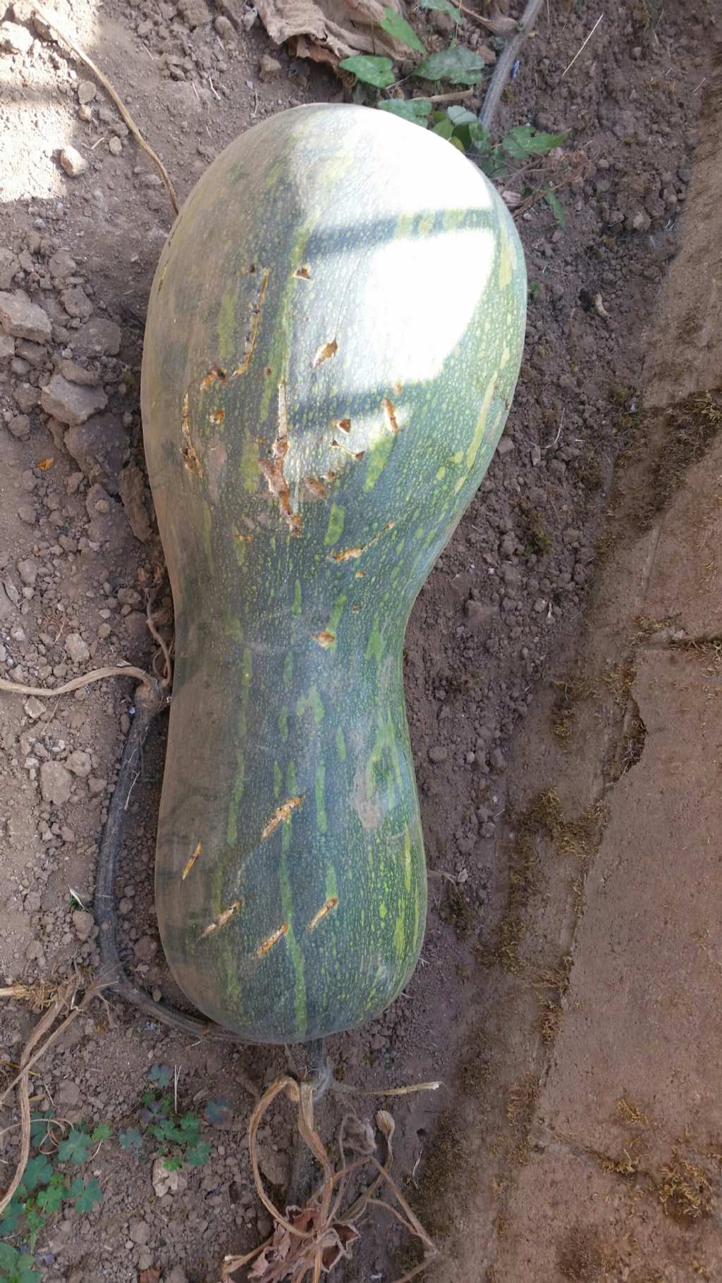 Zucca nel mio giardino